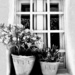 Flower pots on a Window Sill  by rensala