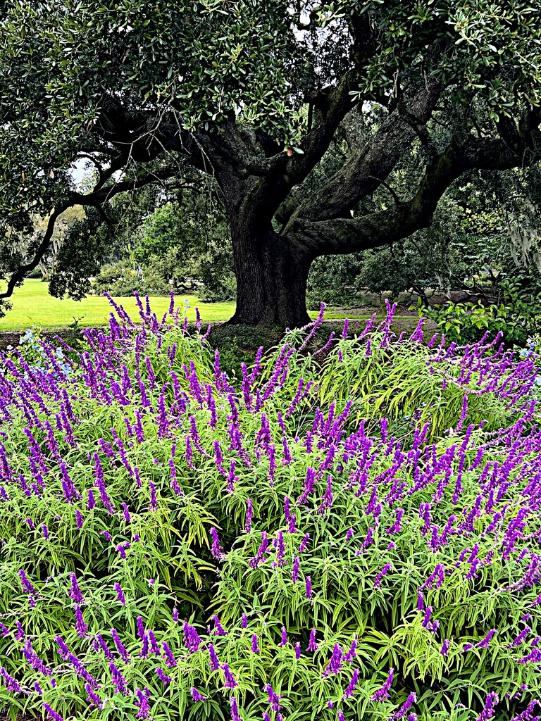 Hampton Park, Charleston, Live oak and flowers by congaree