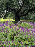 5th Oct 2023 - Hampton Park, Charleston, Live oak and flowers