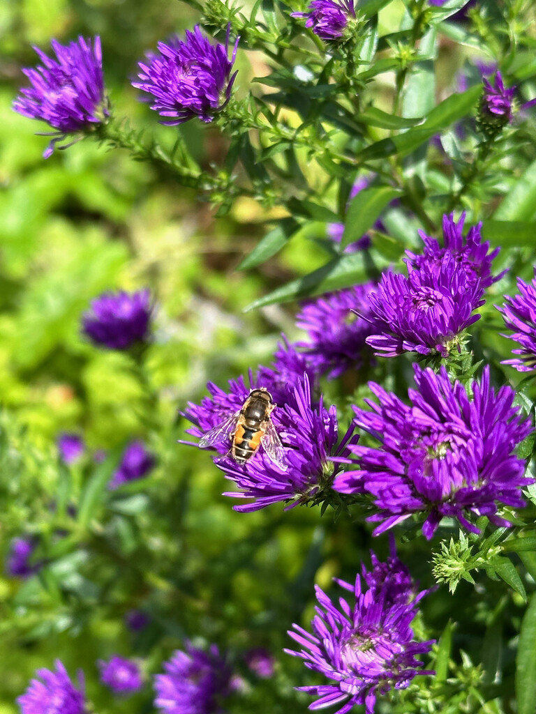 Asters and Bee by 365projectmaxine