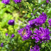 Asters and Bee by 365projectmaxine