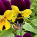 Bee by 365projectmaxine