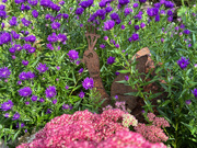 24th Sep 2023 - Peacock Amongst the Asters