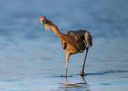 5th Oct 2023 - Reddish Egret bob & weave