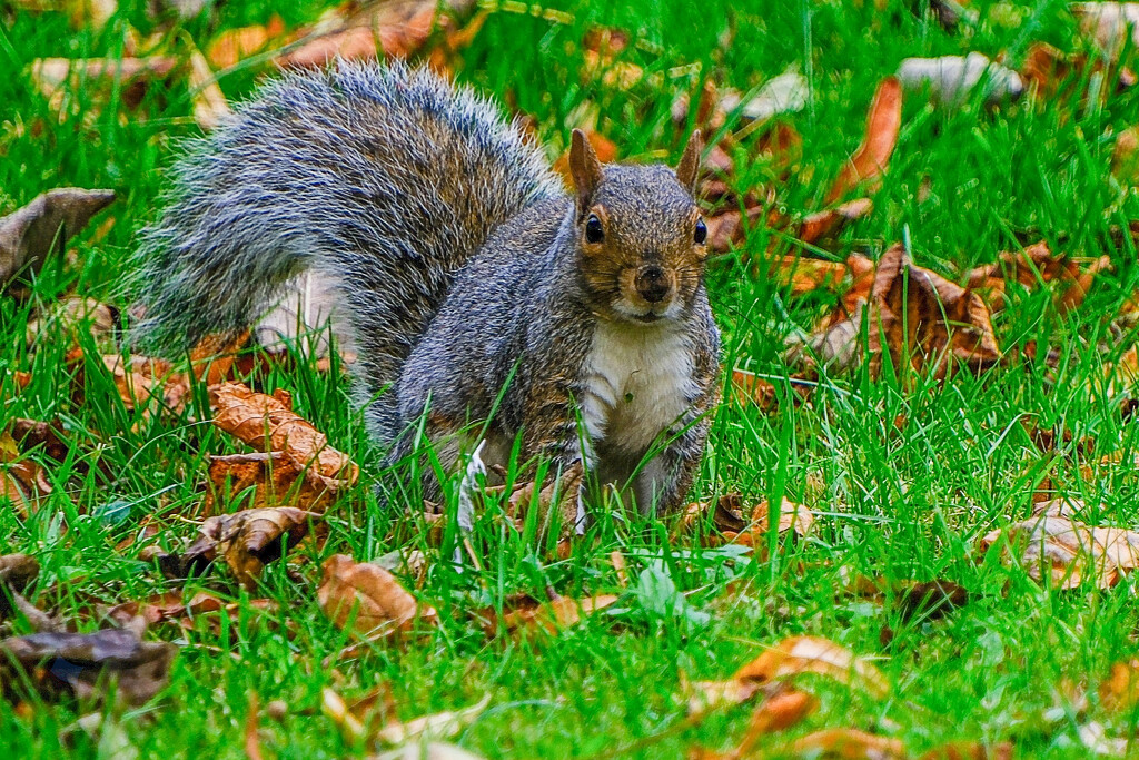 Squirrel by lumpiniman