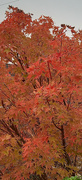 5th Oct 2023 - Autumn colours 