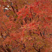 Autumn colours  by 365projectorgjoworboys