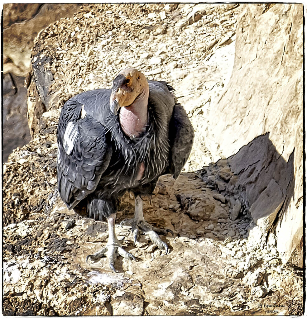 California Condor by bluemoon