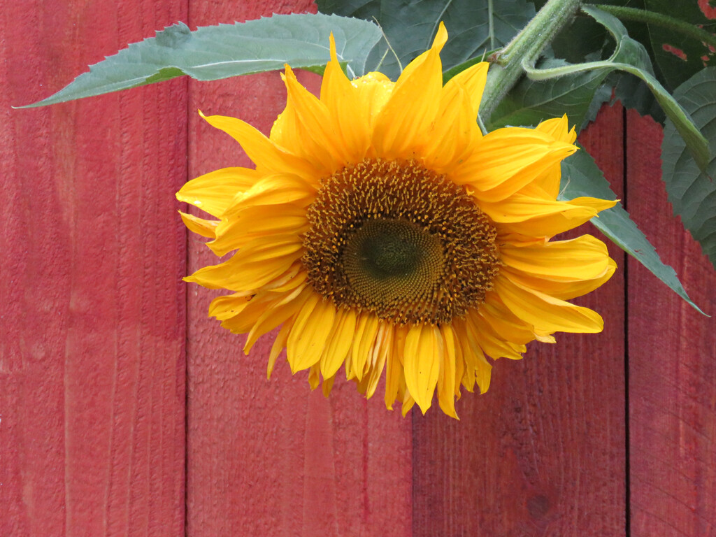 Sunflower by seattlite