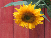 5th Oct 2023 - Sunflower