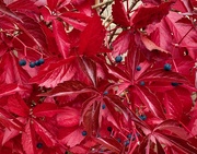 8th Sep 2023 - Red leaves