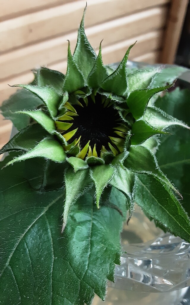 A homegrown sunflower. by grace55
