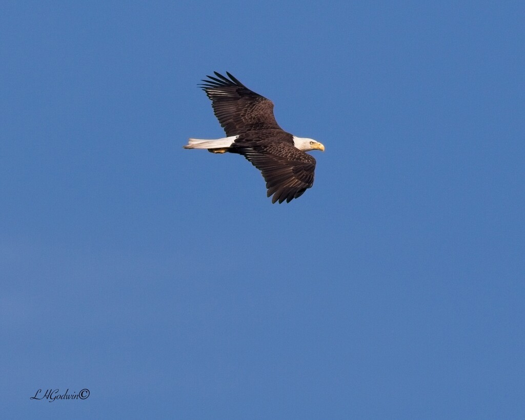 LHG_0262Eagle fly by at Fort Morgan by rontu