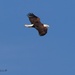LHG_0262Eagle fly by at Fort Morgan by rontu