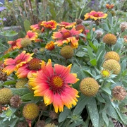 5th Oct 2023 - Some blanket flowers are still holding on
