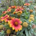 Some blanket flowers are still holding on by tunia