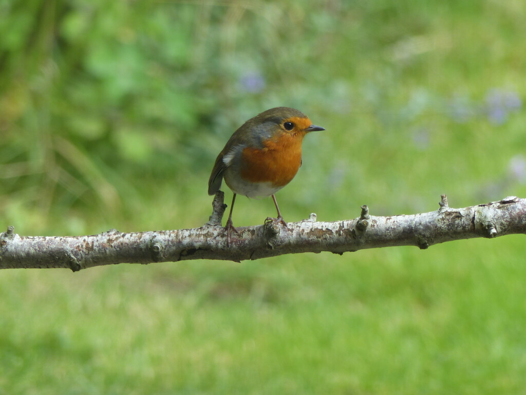 robin  by jokristina