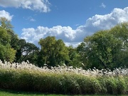 5th Oct 2023 - 1005grasses