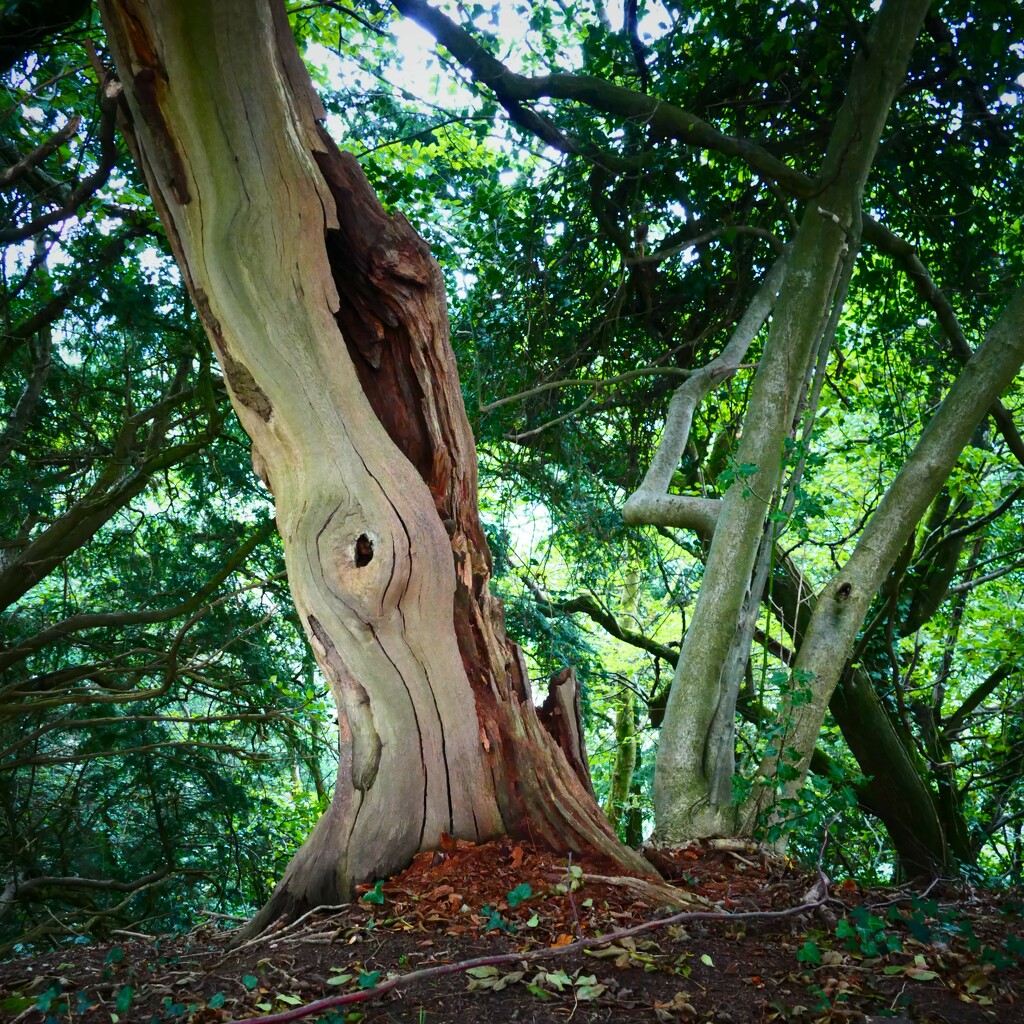 quirky trees by cam365pix