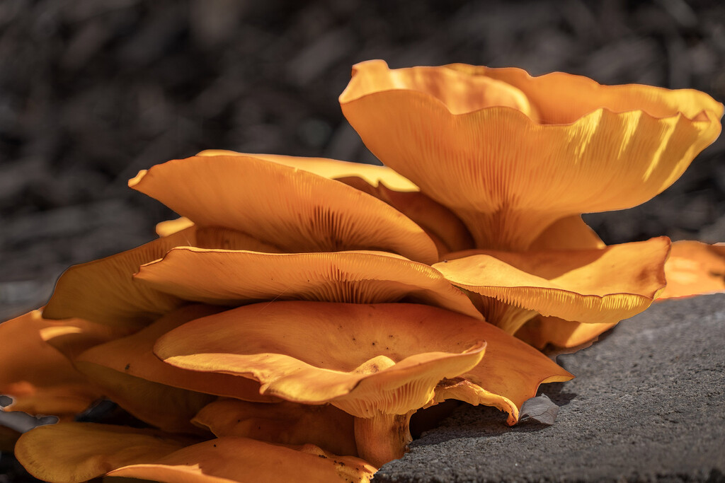 Jack-o-Lantern Mushrooms by k9photo