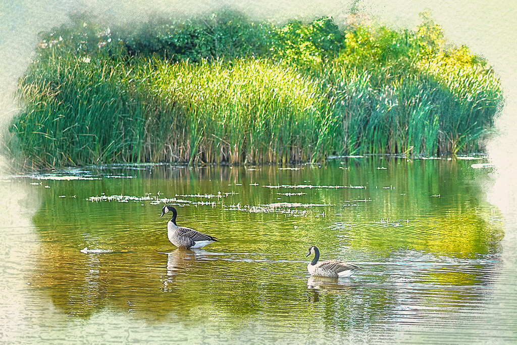 A Pair of Geese by gardencat