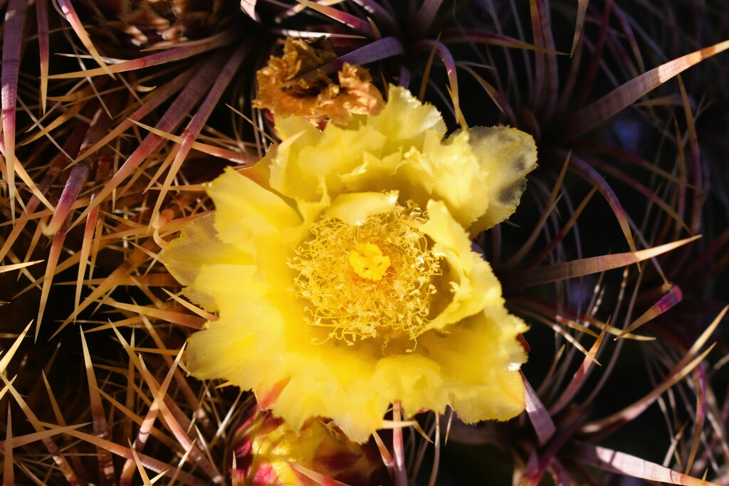 10 3 Barrel Cactus flower by sandlily