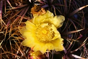 3rd Oct 2023 - 10 3 Barrel Cactus flower