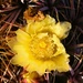 10 3 Barrel Cactus flower by sandlily