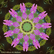 3rd Sep 2023 - Floral Mandala
