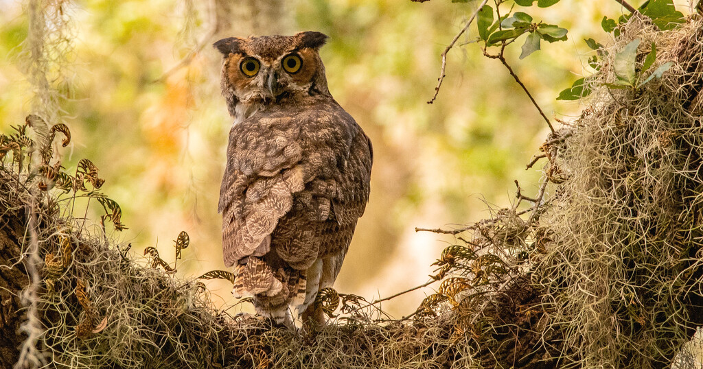 Great Horned Owl Looking Backwards! by rickster549