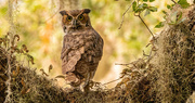 5th Oct 2023 - Great Horned Owl Looking Backwards!