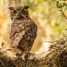 Great Horned Owl Looking Backwards! by rickster549