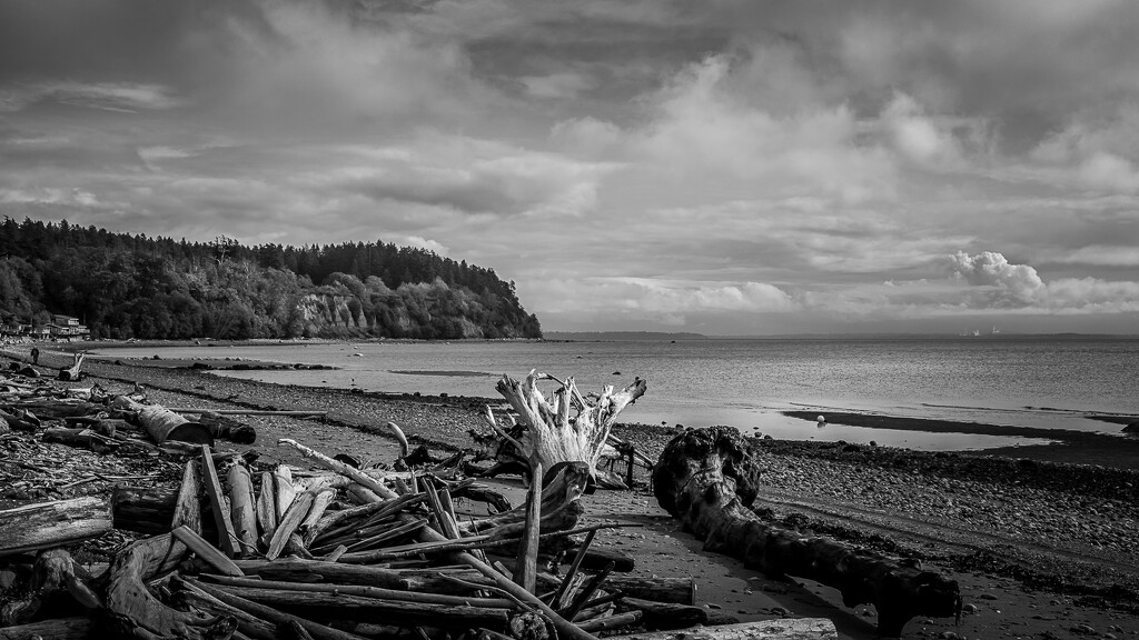Driftwood, Lily Point Beach, Point Roberts by cdcook48