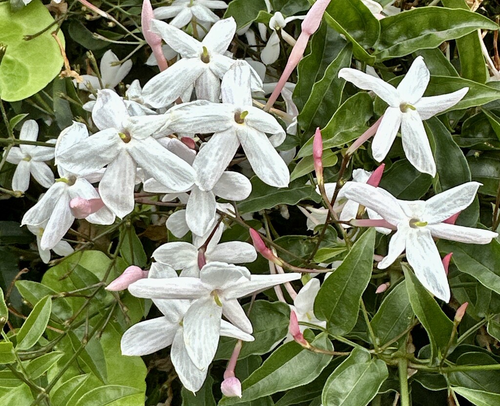 Macro jasmine! by deidre