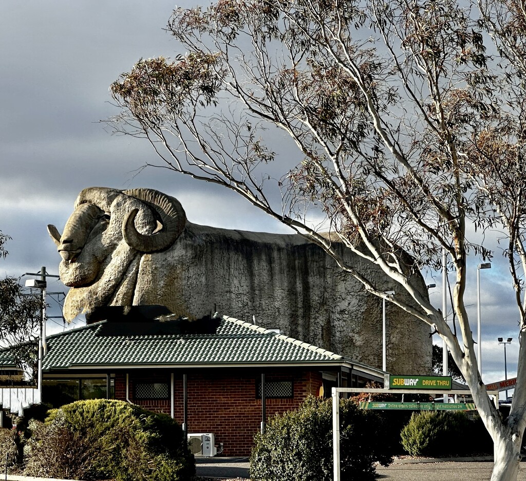 The Big Merino by deidre