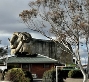 17th Jun 2023 - The Big Merino