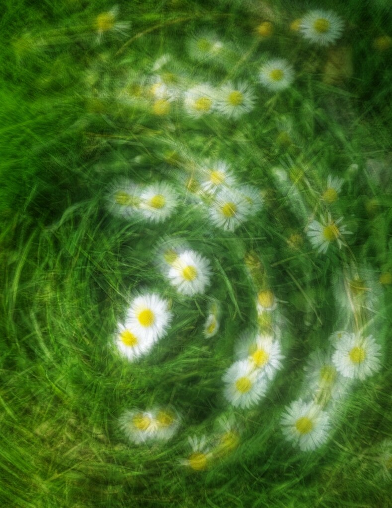 Spinning Daisies by 365projectclmutlow