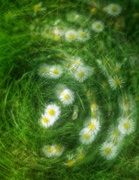 6th Oct 2023 - Spinning Daisies