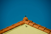 5th Oct 2023 - Bird on Roof