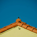 Bird on Roof by lukasy