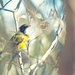 Bird 5 - Golden Whistler by annied