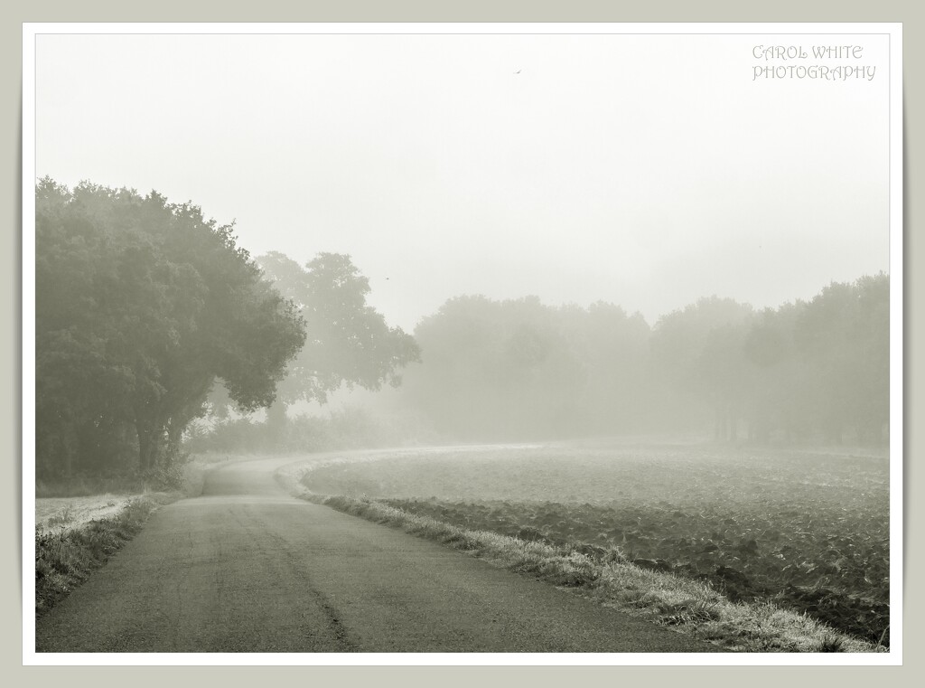 Misty Autumn Morning by carolmw
