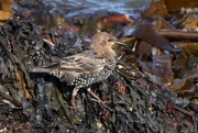 26th Sep 2023 - YOUNG STARLING DOWN AT THE BEACH