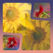 6th Oct 2023 - flowercollage