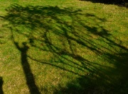 5th Oct 2023 - Tree shapes and shadows