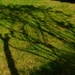 Tree shapes and shadows by thedarkroom