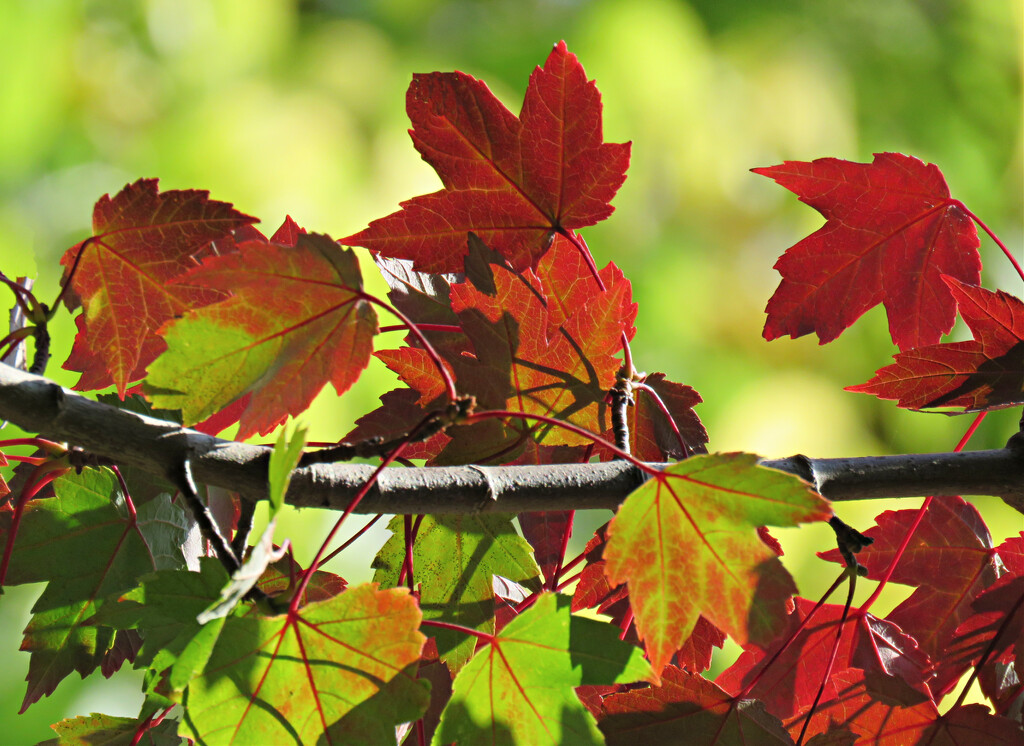 Fall Leaves  by seattlite