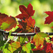 Fall Leaves  by seattlite