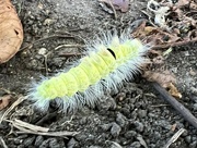 6th Oct 2023 - Pale Tussock Moth Caterpillar