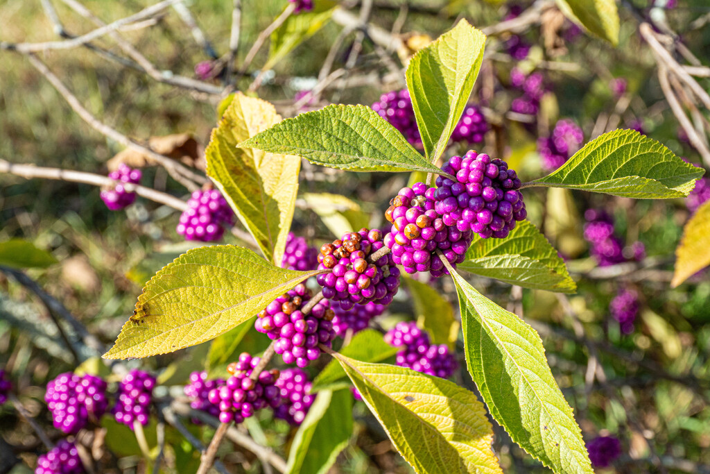 Beauty Berry by thewatersphotos